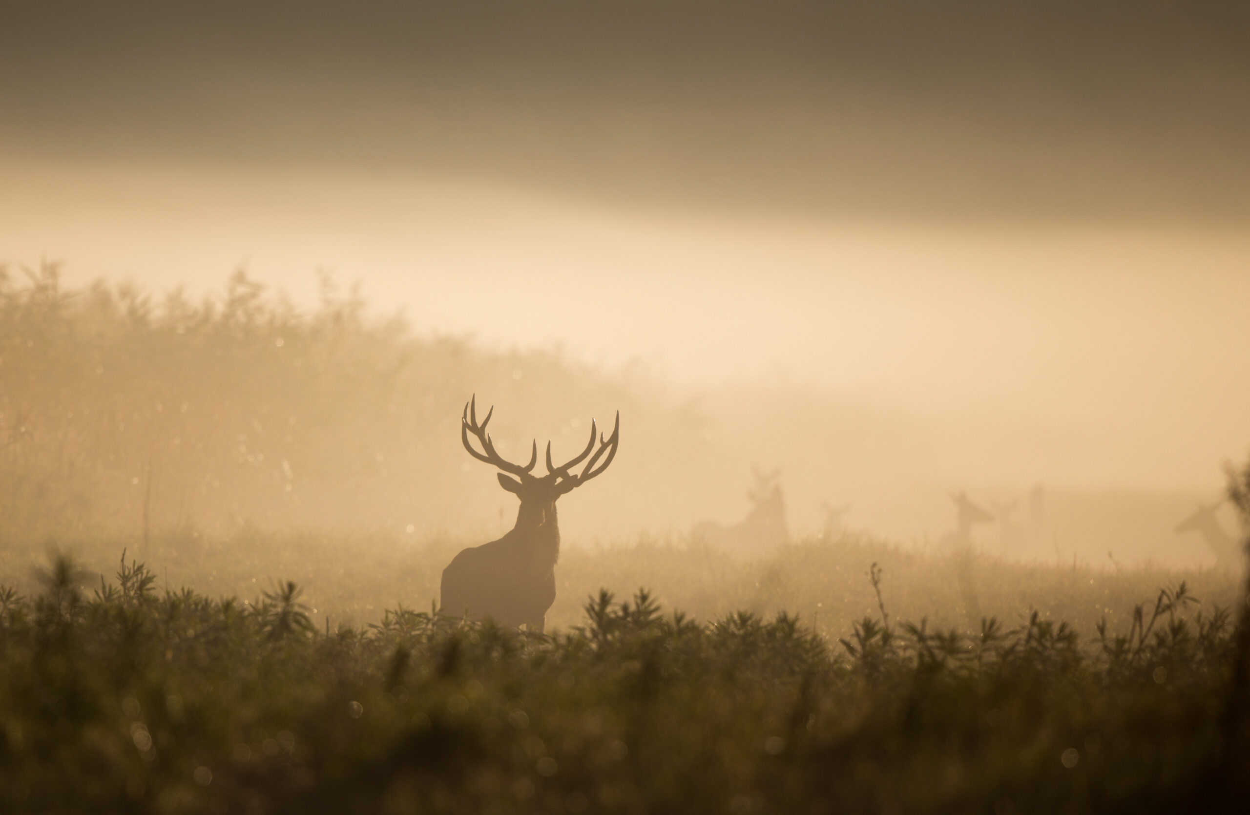 Cerf dans la forêt de nuit