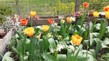 Illustration Jardin du Haut - Ville de Corbas